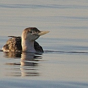 Yellow-billed Loon  "Gavia adamsii"